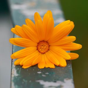 Close-up of orange flower on railing