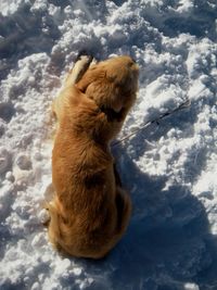 High angle view of dog sitting on snow
