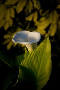 Close-up of white flowering plant