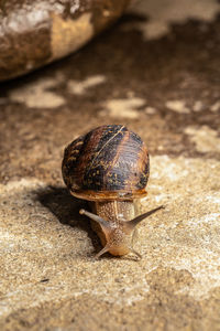 Close-up of snail