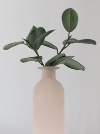 Close-up of flower vase against white background