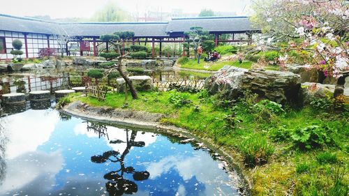 Reflection of trees in water