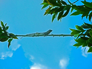 Low angle view of trees against blue sky