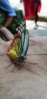 Close-up of butterfly on hand