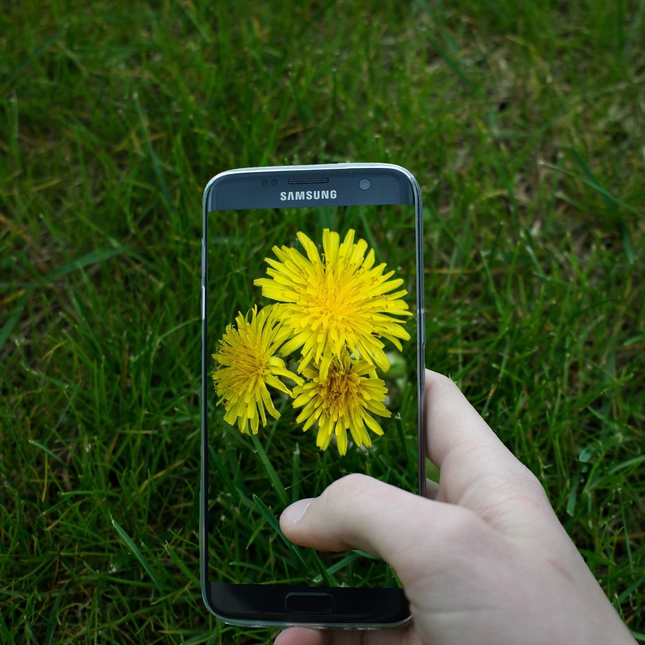 human hand, human body part, portable information device, wireless technology, smart phone, communication, holding, real people, mobile phone, screen, grass, one person, day, close-up, technology, nature, outdoors, flower, photographing, beauty in nature, flower head