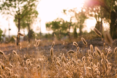 View of sheep on field