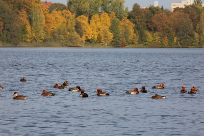 Ducks swimming in lake