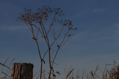 Low angle view of bare tree against sky