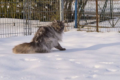 View of a horse on snow covered field