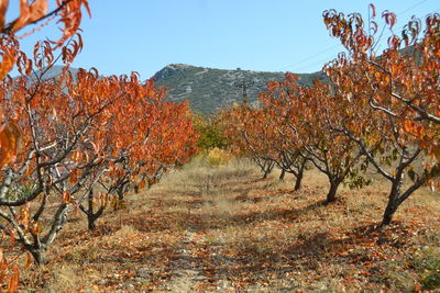 Trees on landscape against clear sky during autumn