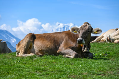 mammal