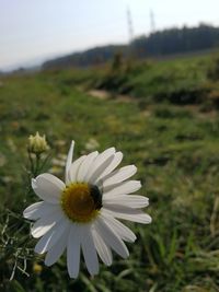 Close-up of white flower on field