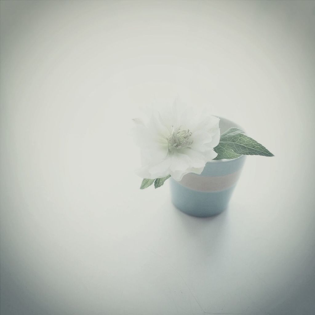 flower, white color, flower head, petal, freshness, fragility, single flower, white background, close-up, studio shot, white, copy space, beauty in nature, indoors, nature, growth, single object, plant, vase, no people