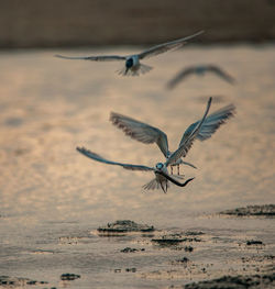 Bird flying over sea