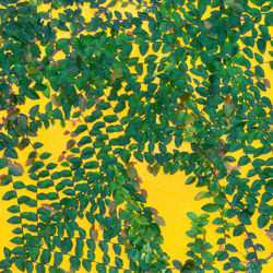 Full frame shot of yellow flowering plants