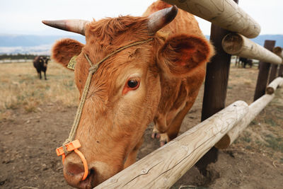 Cow in a field