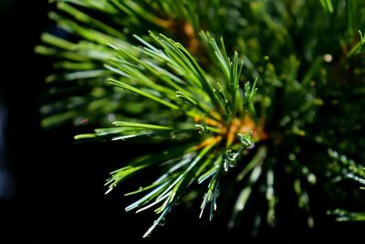 Close-up of raindrops on pine tree