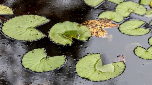 High angle view of leaves floating on water