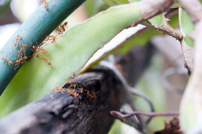 Close-up of ant on plant