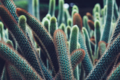 Close-up of succulent plant