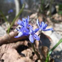 Close-up of purple flower