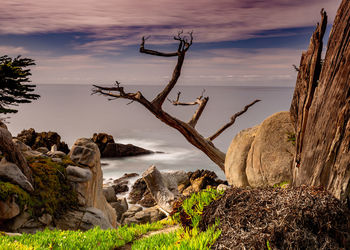 View of trees on rock formation against sky