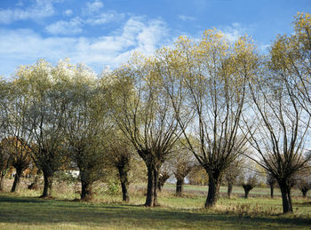 Trees on field against sky