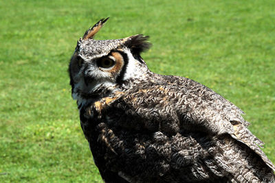 Close-up of great horned owl on field