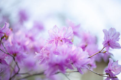 Close-up of pink cherry blossoms