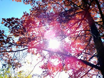 Low angle view of trees against sky