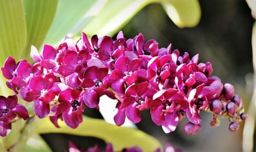 Close-up of pink flowers