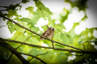 Low angle view of bird perching on branch