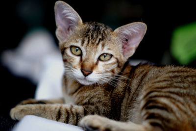 Close-up portrait of a cat