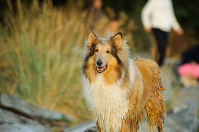 Close-up of dog outdoors