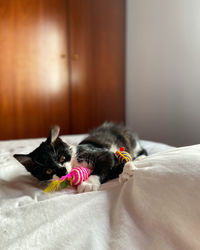 Close-up of a cat resting on bed