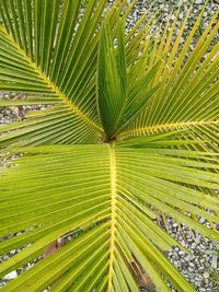 Full frame shot of palm tree leaves