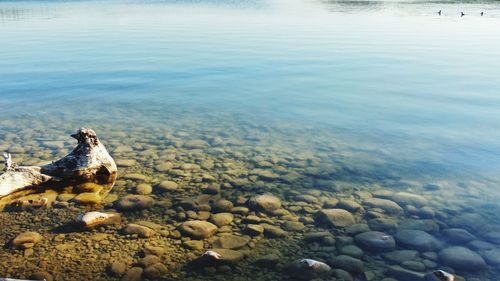 High angle view of stones on beach
