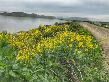Yellow flowers growing in field