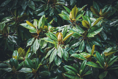 Full frame shot of leaves