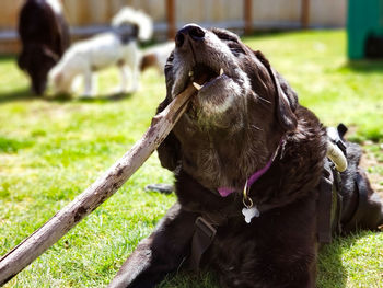 Close-up of a dog chewing a stick 