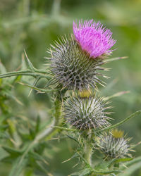Close-up of thistle flower
