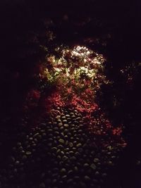 Close-up of illuminated plants at night