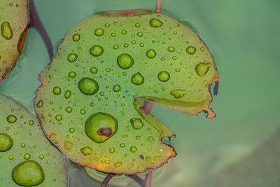 Close-up of water drops on leaf