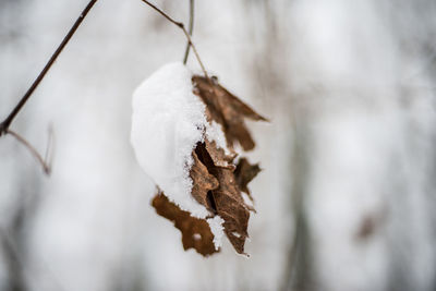 Close-up of snow on twig