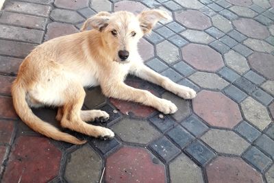 Close-up of dog lying on cobblestone