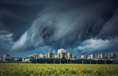 Sunflower farm and buildings against dramatic sky