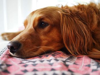 Close-up of dog resting at home