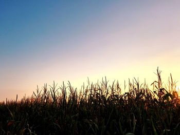 Close-up of silhouette plants against clear sky during sunset