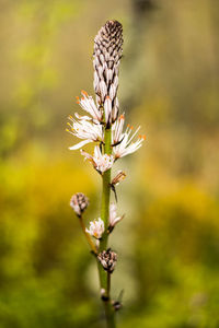 Close-up of flowering plant