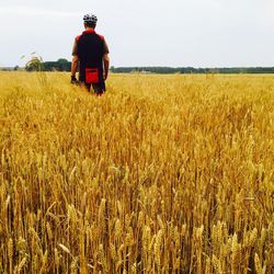 Crop in field